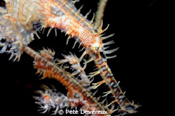 Ornate Ghost Pipefish by Pete Devereux 